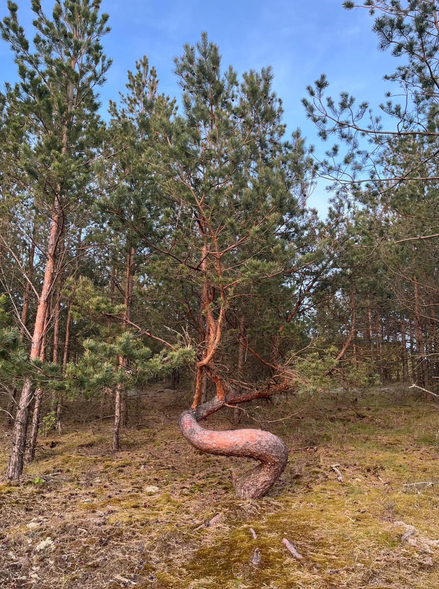 Vila May Юодкранте Экстерьер фото